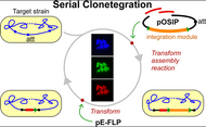 One-Step Cloning and Chromosomal Integration of DNA