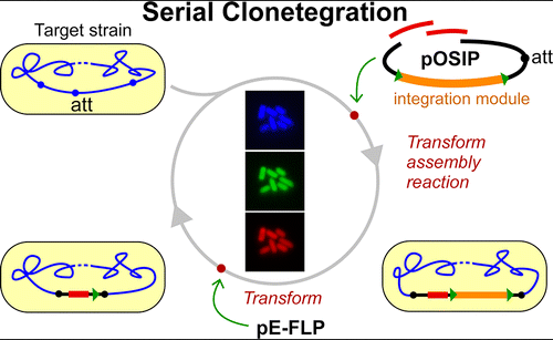 One-Step Cloning and Chromosomal Integration of DNA