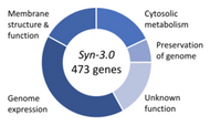 JCVI-Syn3.0 genes (E. coli codon optimized)